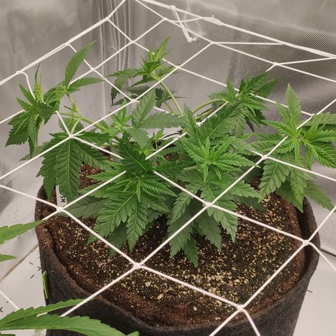 Critical Kush RQS Prolo growlog timeline photo