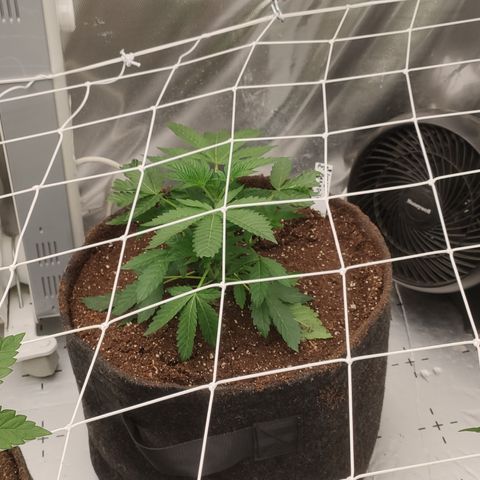 Sunset Paradise Prolo growlog timeline photo