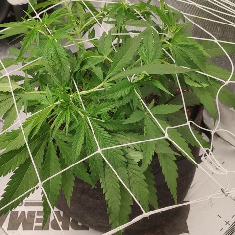 Sugar black rose Prolo growlog timeline photo