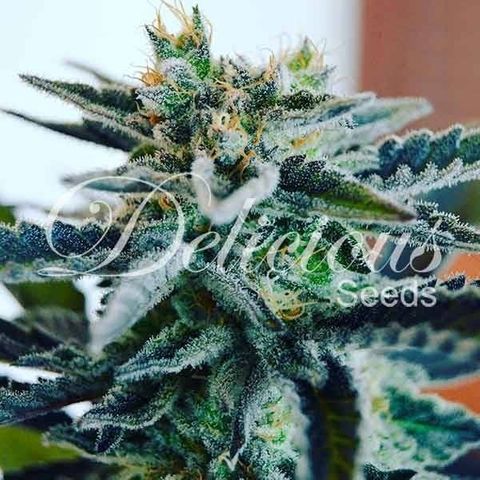 Sugar black rose Prolo growlog timeline photo