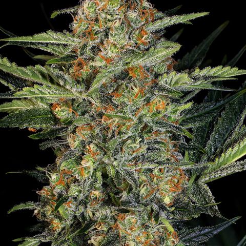 Northern Lights Barney's Prolo growlog timeline photo