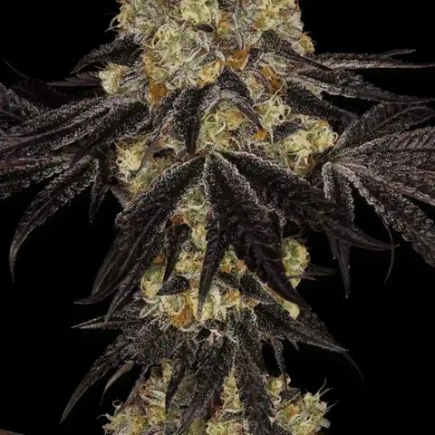 Sunset Paradise Prolo growlog timeline photo