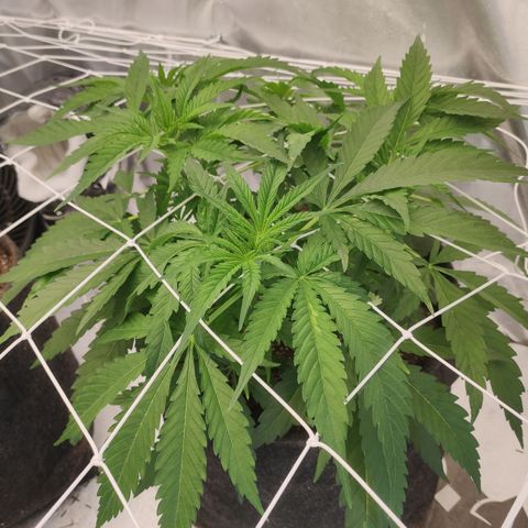 Sugar black rose Prolo growlog timeline photo