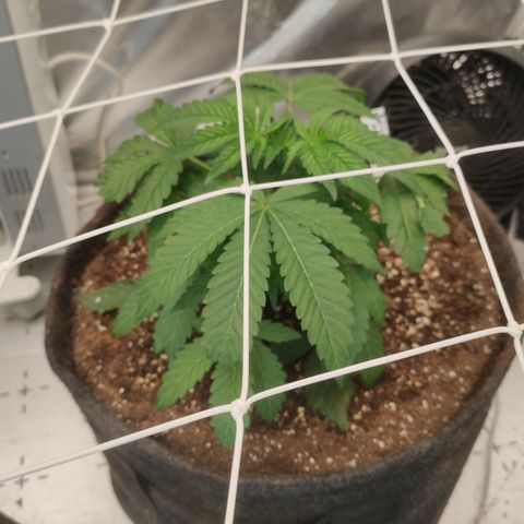 Sunset Paradise Prolo growlog timeline photo
