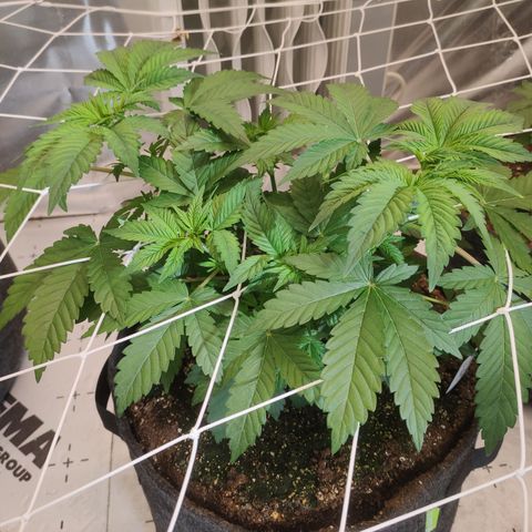 Northern Lights Barney's Prolo growlog timeline photo