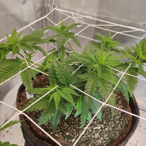 Critical Kush RQS Prolo growlog timeline photo