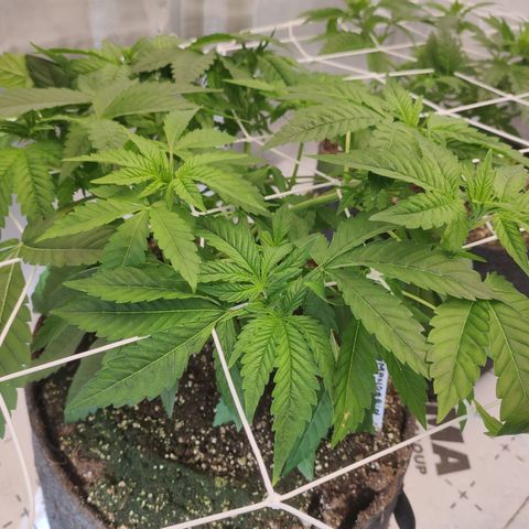 Mandarin Punch SS Prolo growlog timeline photo