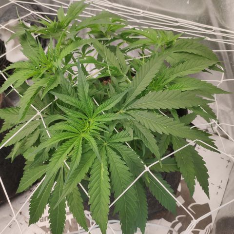 Sugar black rose Prolo growlog timeline photo