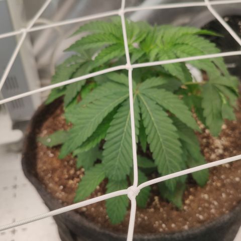 Sunset Paradise Prolo growlog timeline photo