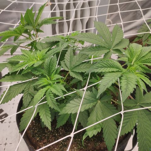 Northern Lights Barney's Prolo growlog timeline photo