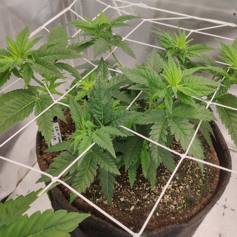Critical Kush RQS Prolo growlog timeline photo