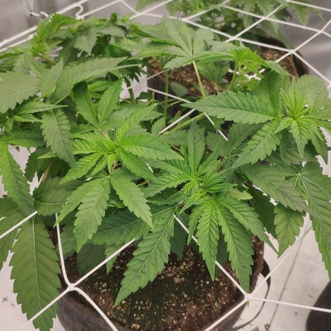 Mandarin Punch SS Prolo growlog timeline photo