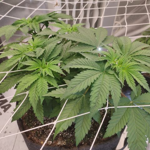 Northern Lights Barney's Prolo growlog timeline photo