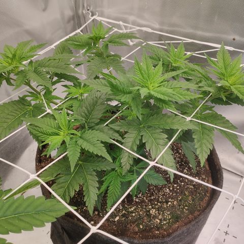 Critical Kush RQS Prolo growlog timeline photo