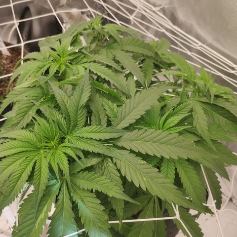 Sugar black rose Prolo growlog timeline photo