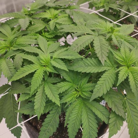 Mandarin Punch SS Prolo growlog timeline photo