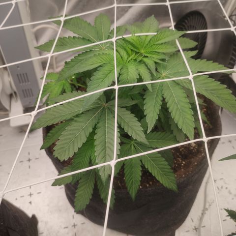 Sunset Paradise Prolo growlog timeline photo