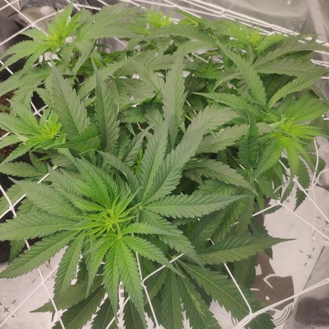 Sugar black rose Prolo growlog timeline photo