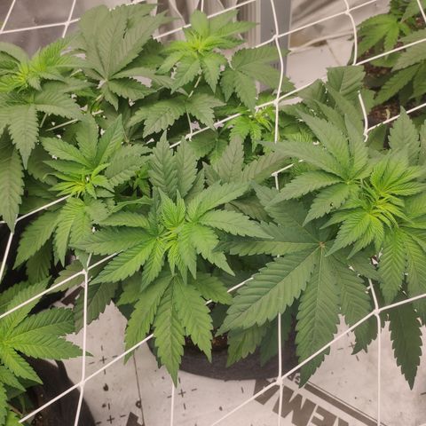 Northern Lights Barney's Prolo growlog timeline photo