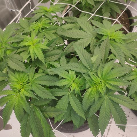 Mandarin Punch SS Prolo growlog timeline photo