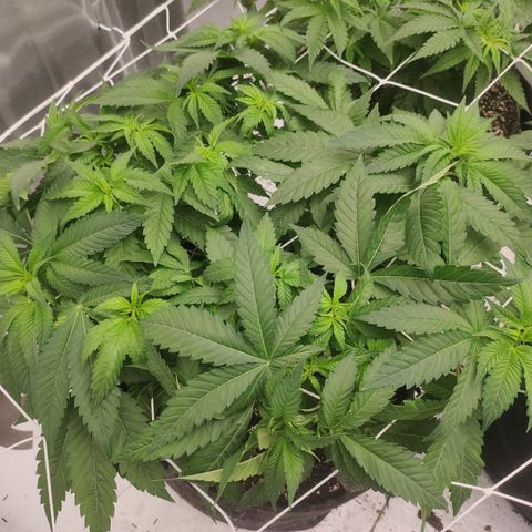 Mandarin Punch SS Prolo growlog timeline photo