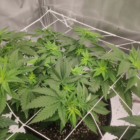 Critical Kush RQS Prolo growlog timeline photo