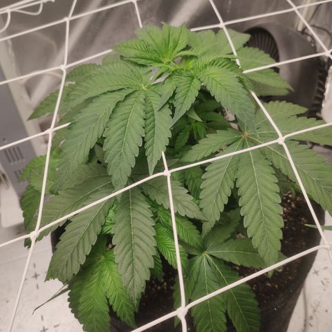 Sunset Paradise Prolo growlog timeline photo