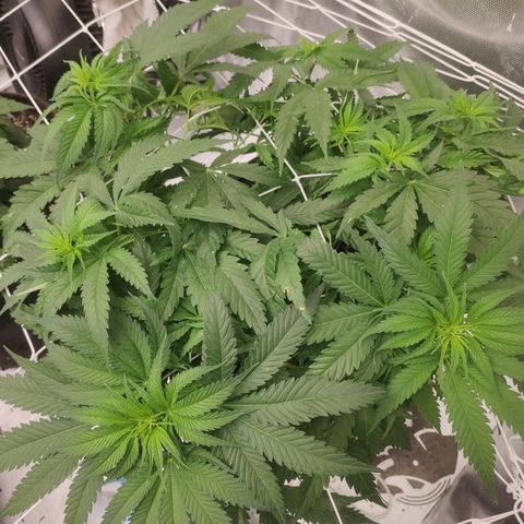 Sugar black rose Prolo growlog timeline photo