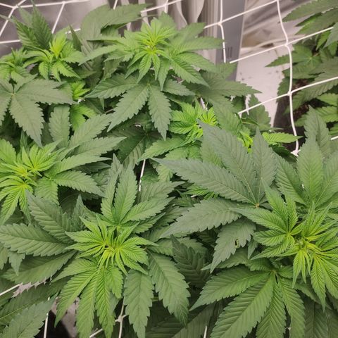 Northern Lights Barney's Prolo growlog timeline photo