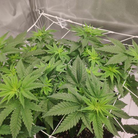 Critical Kush RQS Prolo growlog timeline photo