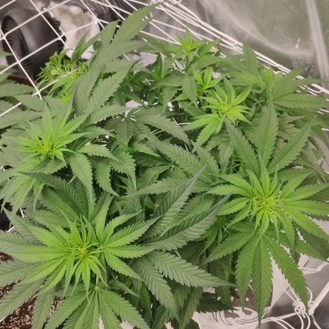 Sugar black rose Prolo growlog timeline photo