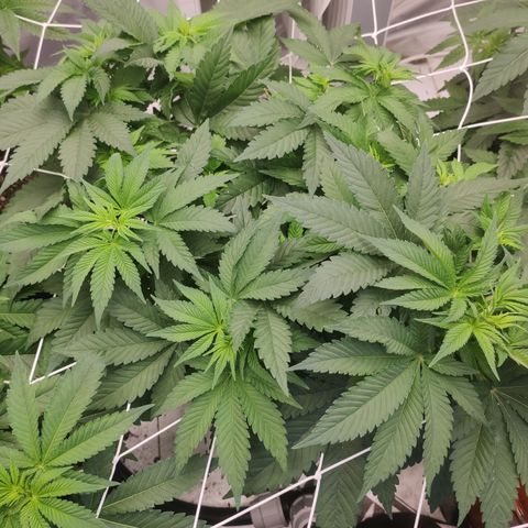 Northern Lights Barney's Prolo growlog timeline photo