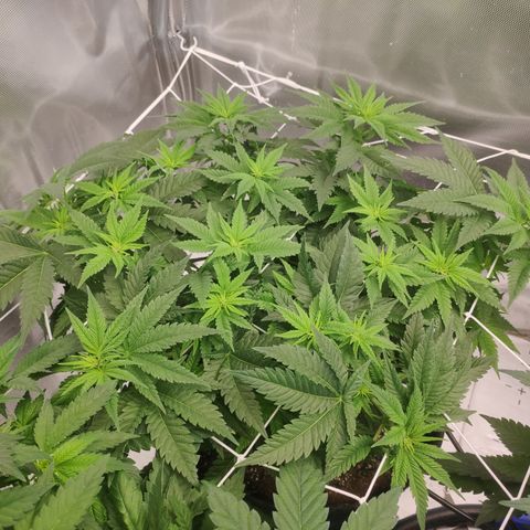 Critical Kush RQS Prolo growlog timeline photo