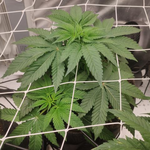 Sunset Paradise Prolo growlog timeline photo