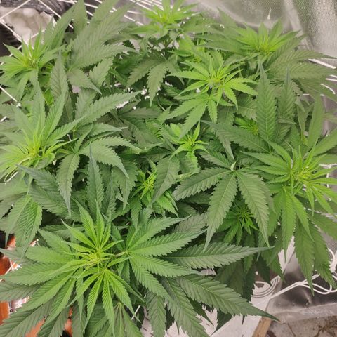 Sugar black rose Prolo growlog timeline photo