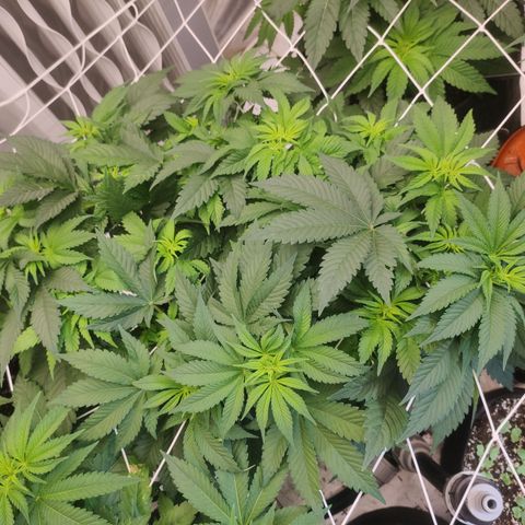 Northern Lights Barney's Prolo growlog timeline photo