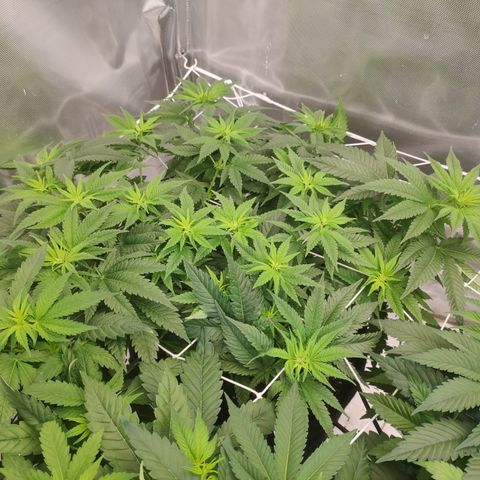 Critical Kush RQS Prolo growlog timeline photo