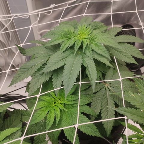 Sunset Paradise Prolo growlog timeline photo