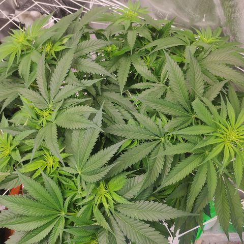 Sugar black rose Prolo growlog timeline photo