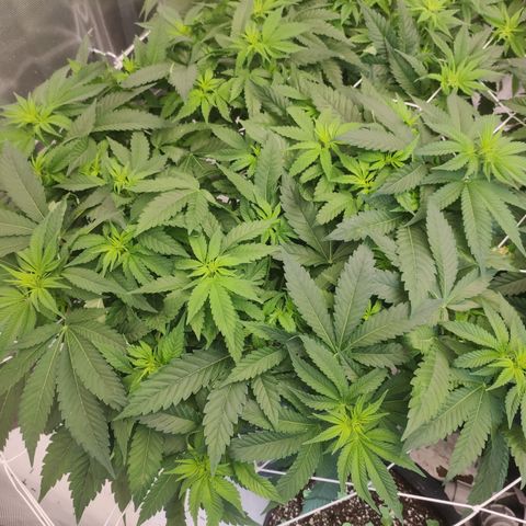 Mandarin Punch SS Prolo growlog timeline photo