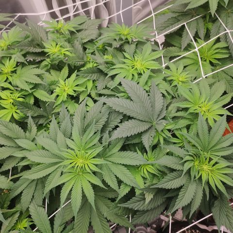 Northern Lights Barney's Prolo growlog timeline photo