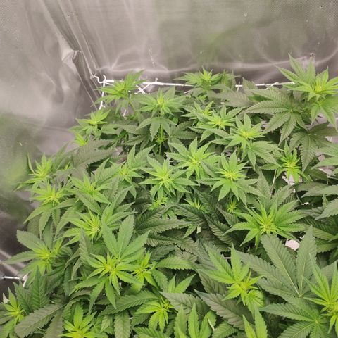 Critical Kush RQS Prolo growlog timeline photo