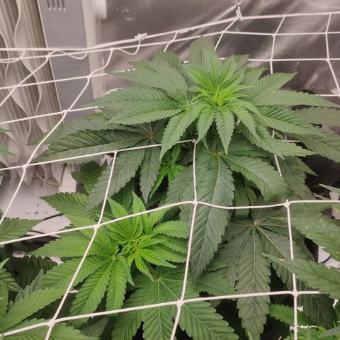 Sunset Paradise Prolo growlog timeline photo