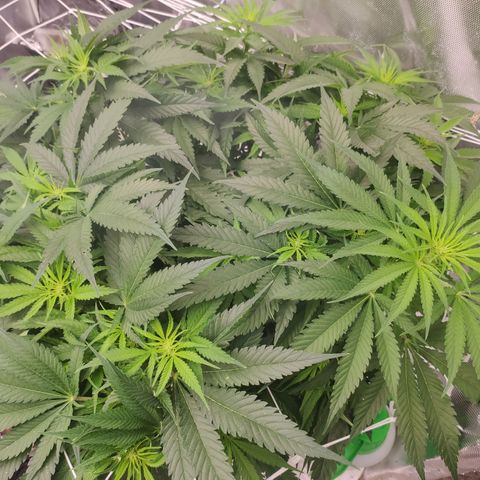 Sugar black rose Prolo growlog timeline photo