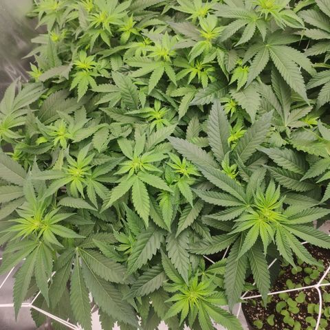 Mandarin Punch SS Prolo growlog timeline photo