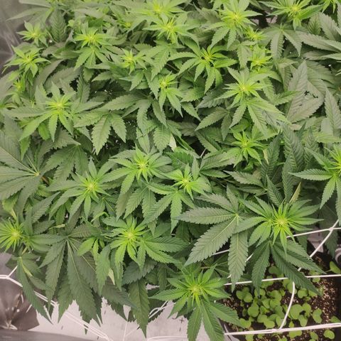 Mandarin Punch SS Prolo growlog timeline photo