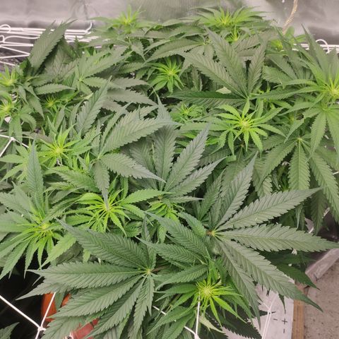 Sugar black rose Prolo growlog timeline photo