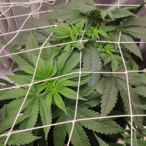 Sunset Paradise Prolo growlog timeline photo