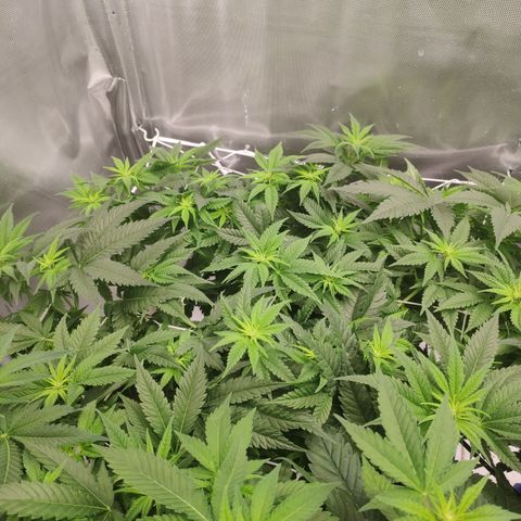 Critical Kush RQS Prolo growlog timeline photo