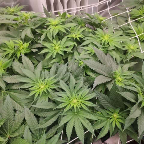 Northern Lights Barney's Prolo growlog timeline photo